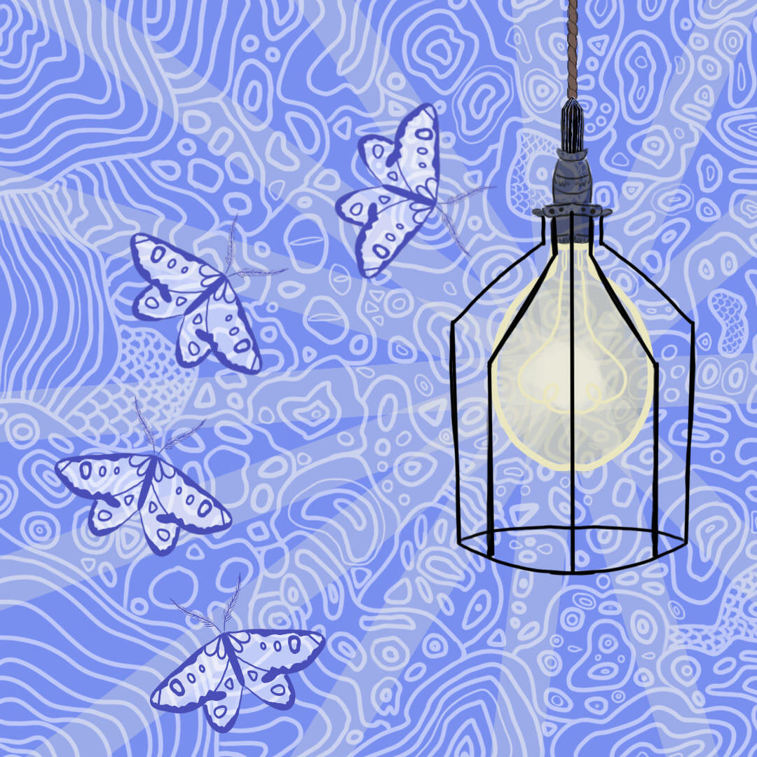 moth to the flame