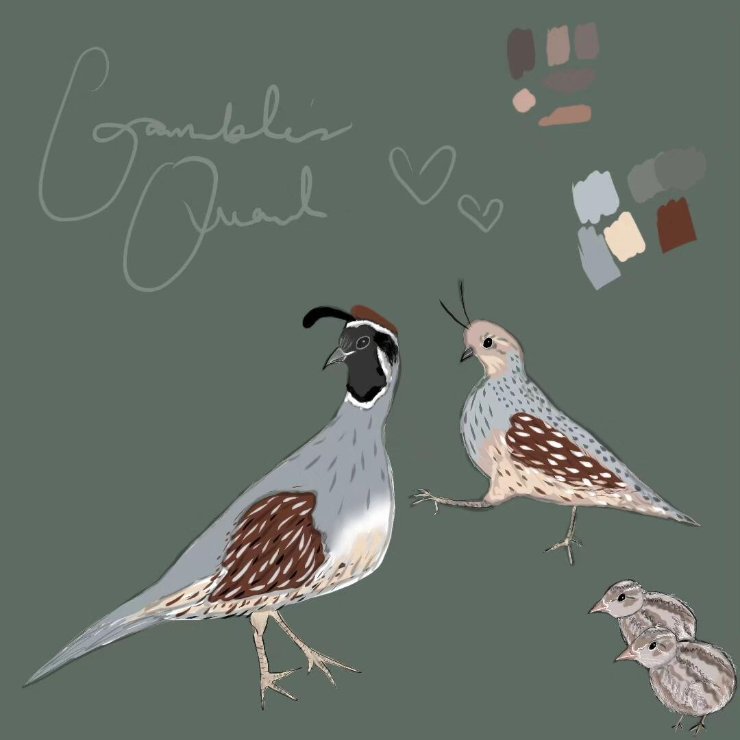 quail doodle