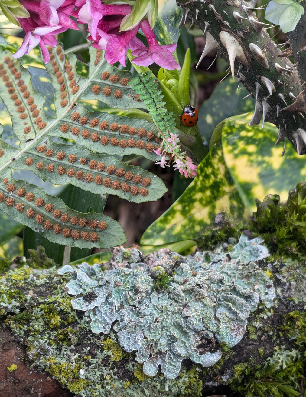 shamanski park plants