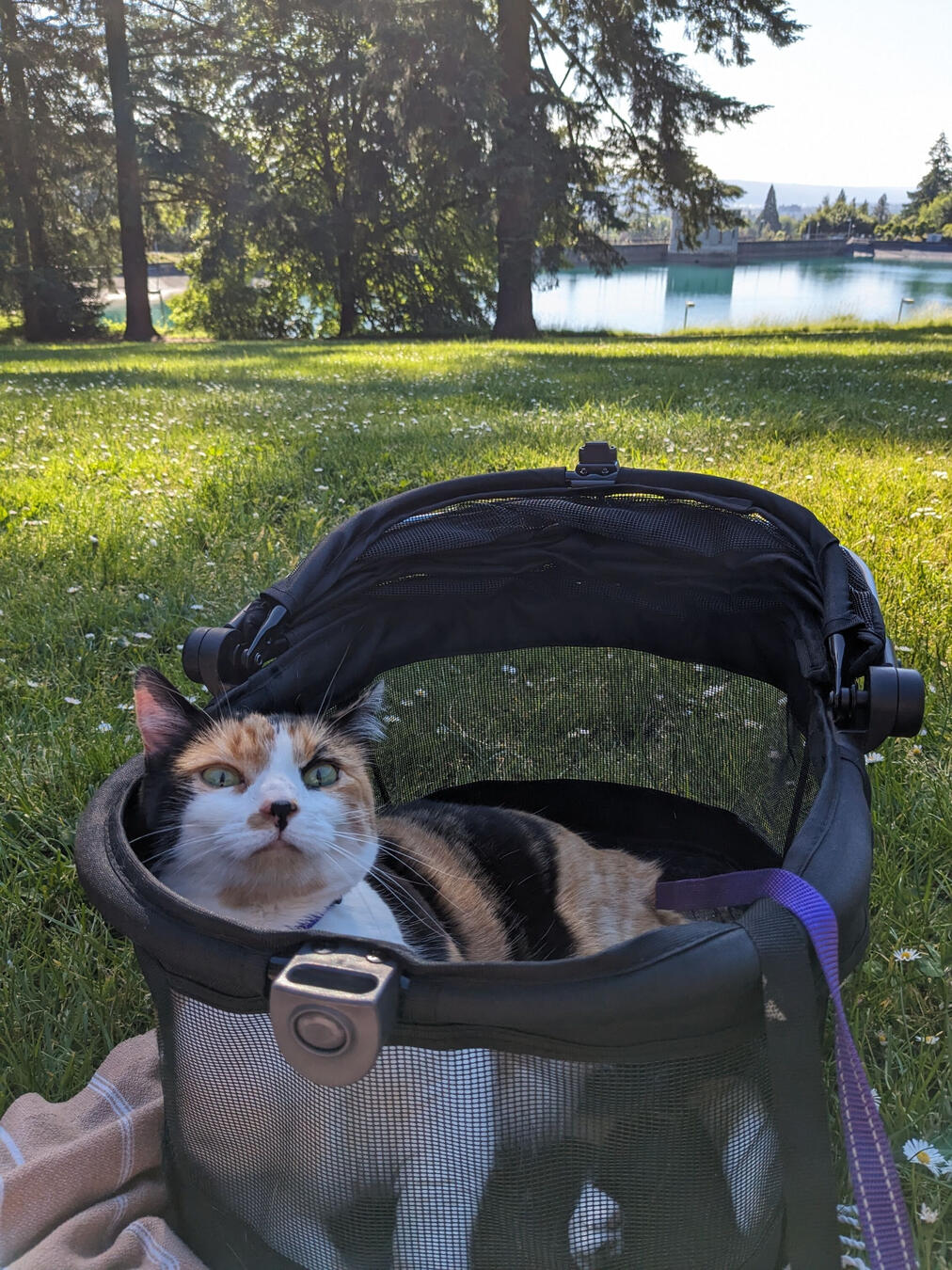 picnic with Piper